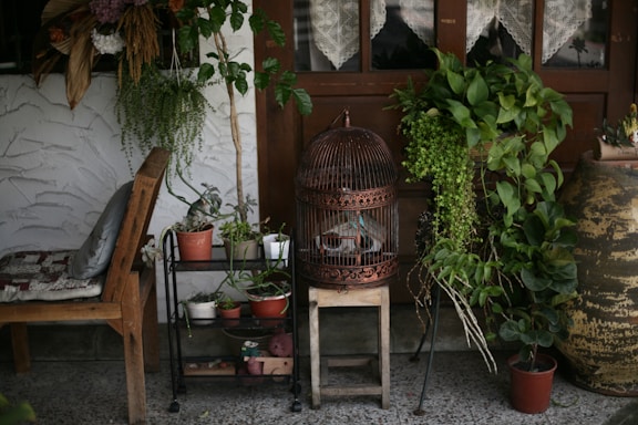 A cozy corner featuring a rustic wooden chair with a cushion beside a black metal plant stand holding various potted plants. A vintage birdcage, also serving as a decorative piece, is placed on a wooden stool. Multiple green plants are draped around, including a large potted plant on the right and hanging plants. The backdrop includes a wooden door with lace curtains, contributing to a quaint, vintage ambiance.