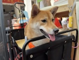 A smiling Shiba Inu dog with pointed ears sits in a cart with a harness on. The background consists of a blend of indoor and outdoor elements, including a glimpse of a store with various items and signage.