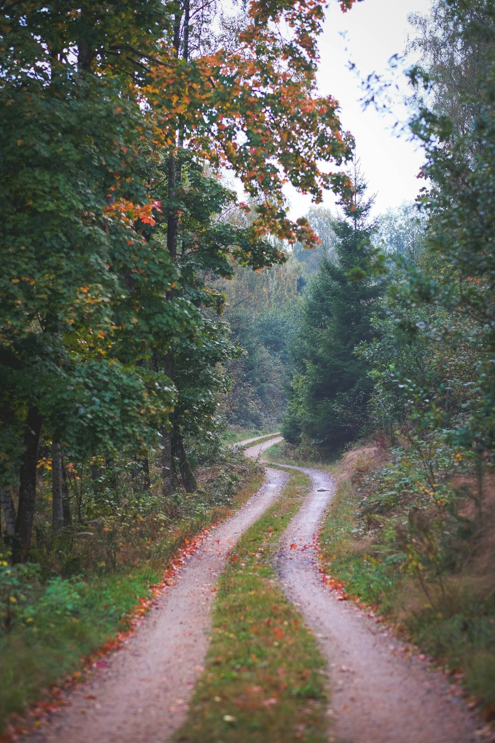 a dirt road in the middle of a forest