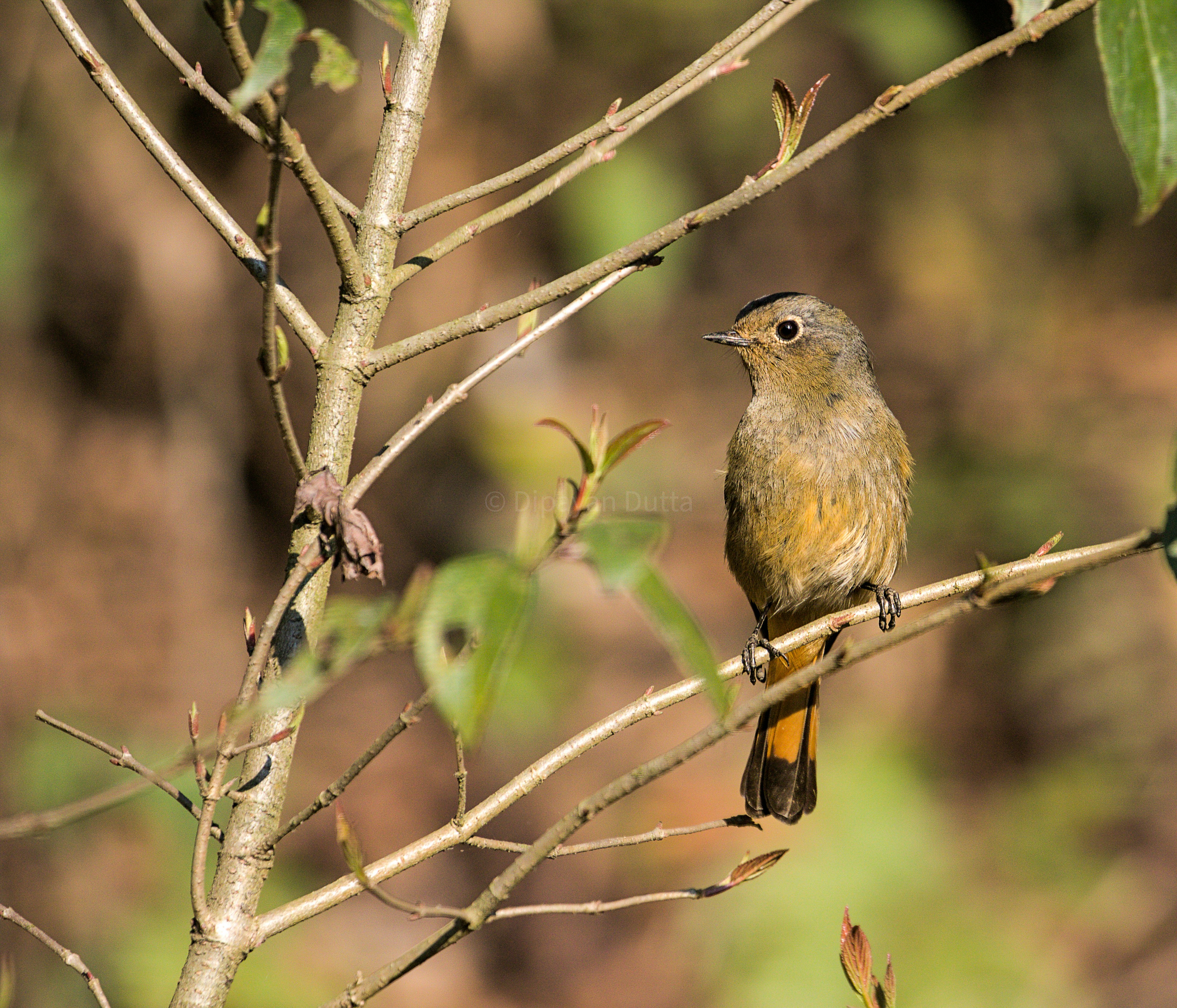 Photo by dipayanlinux