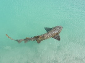 A lone shark swims gracefully in clear, shallow turquoise water, with sunlight reflecting off its back and creating patterns. The water is pristine, revealing the sandy sea floor beneath.