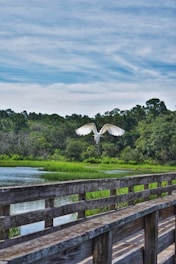 A white bird is captured in flight over a wooden boardwalk, with lush green vegetation and a serene body of water surrounded by trees in the background. The sky is mostly clear with a few scattered clouds.