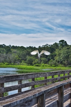 A white bird is captured in flight over a wooden boardwalk, with lush green vegetation and a serene body of water surrounded by trees in the background. The sky is mostly clear with a few scattered clouds.