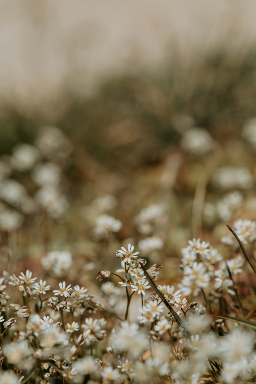 a bunch of white flowers in a field