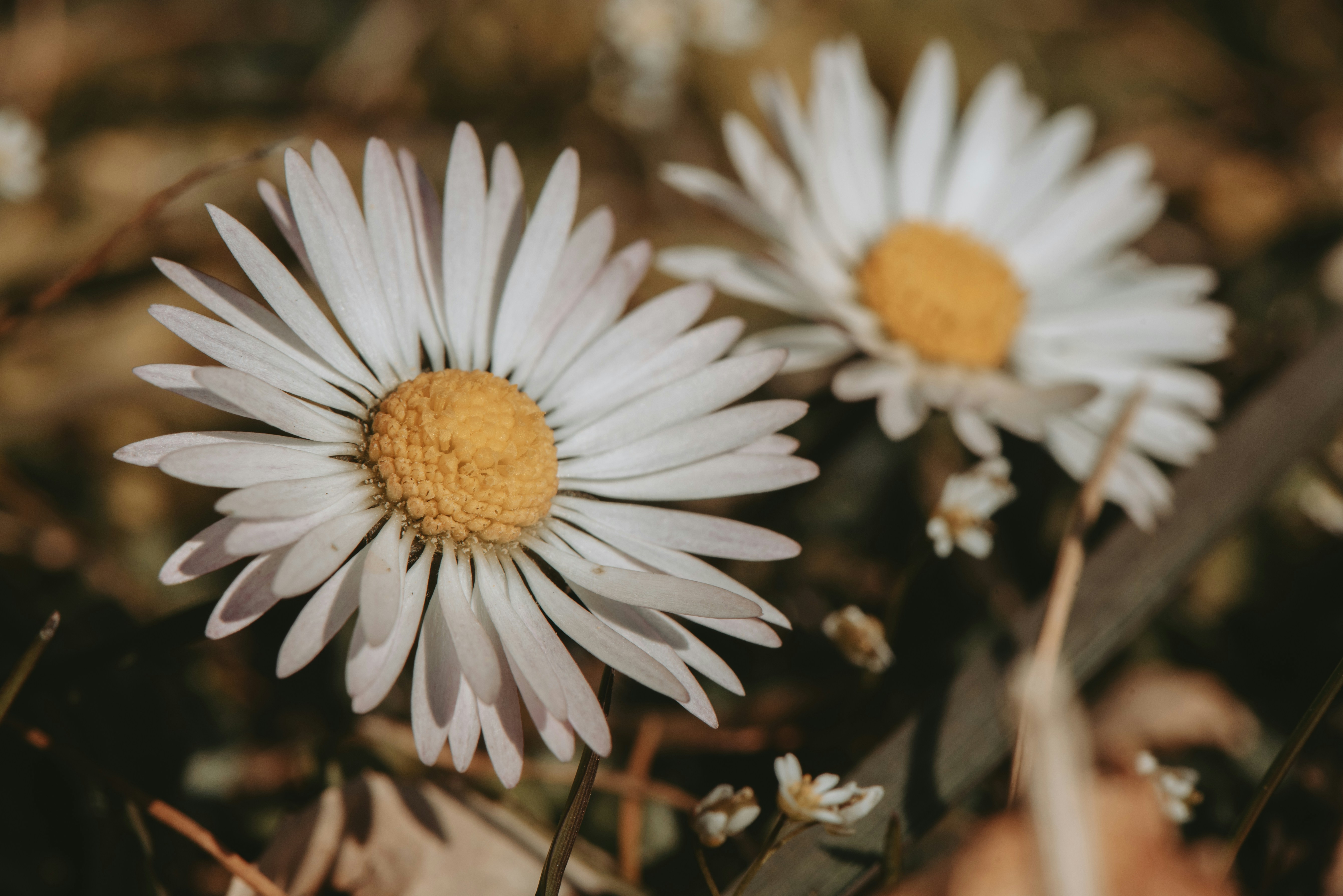 Photo by loriane_photography