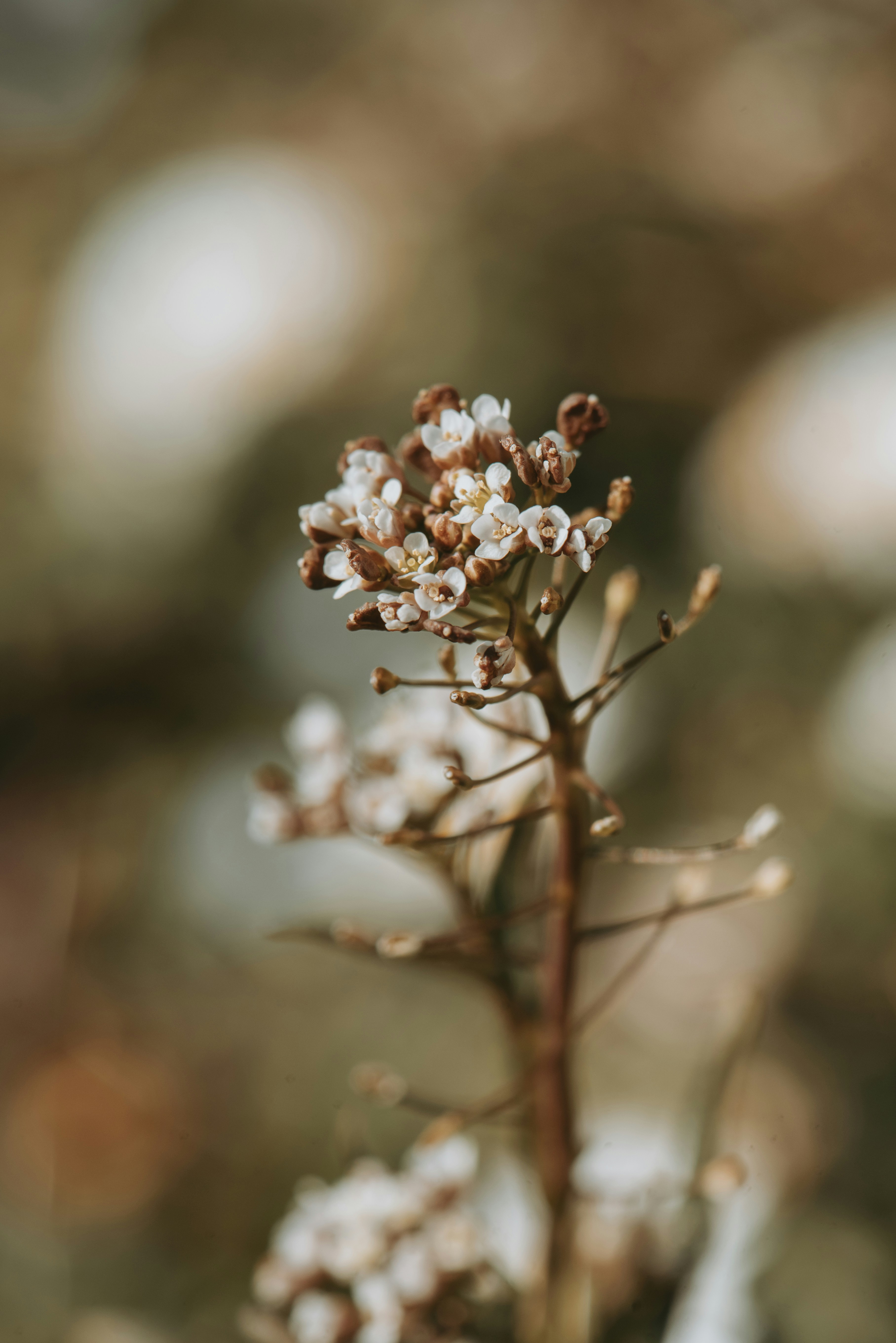 Photo by loriane_photography