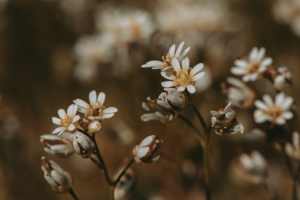 a close up of a bunch of white flowers