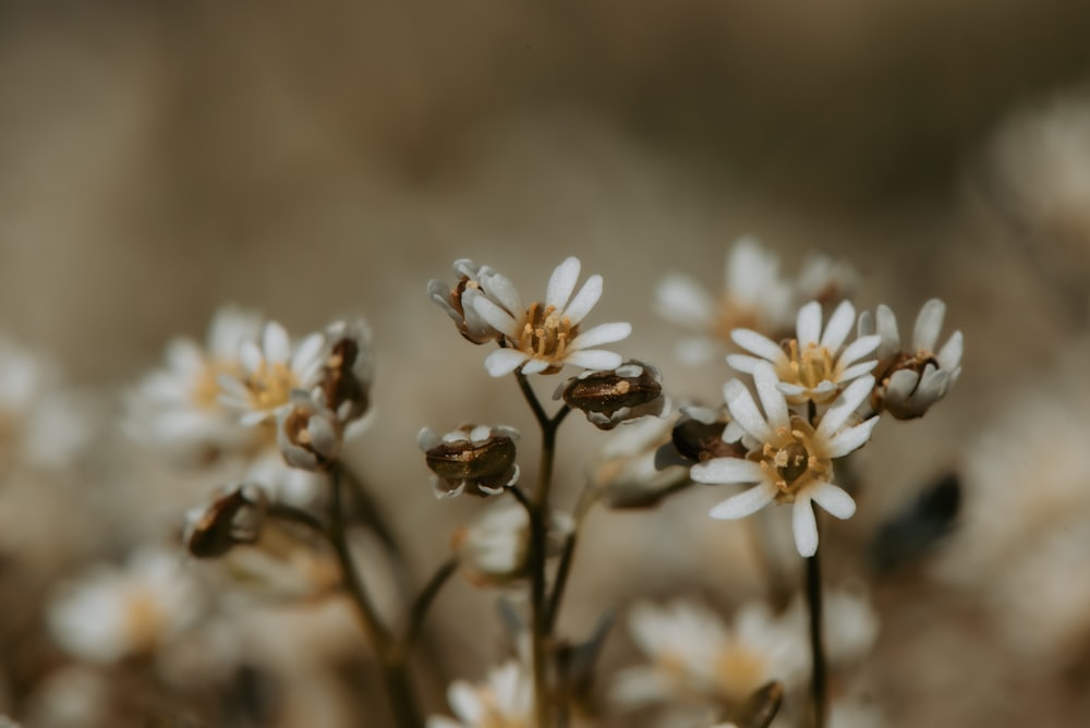 a bunch of small white flowers in a field