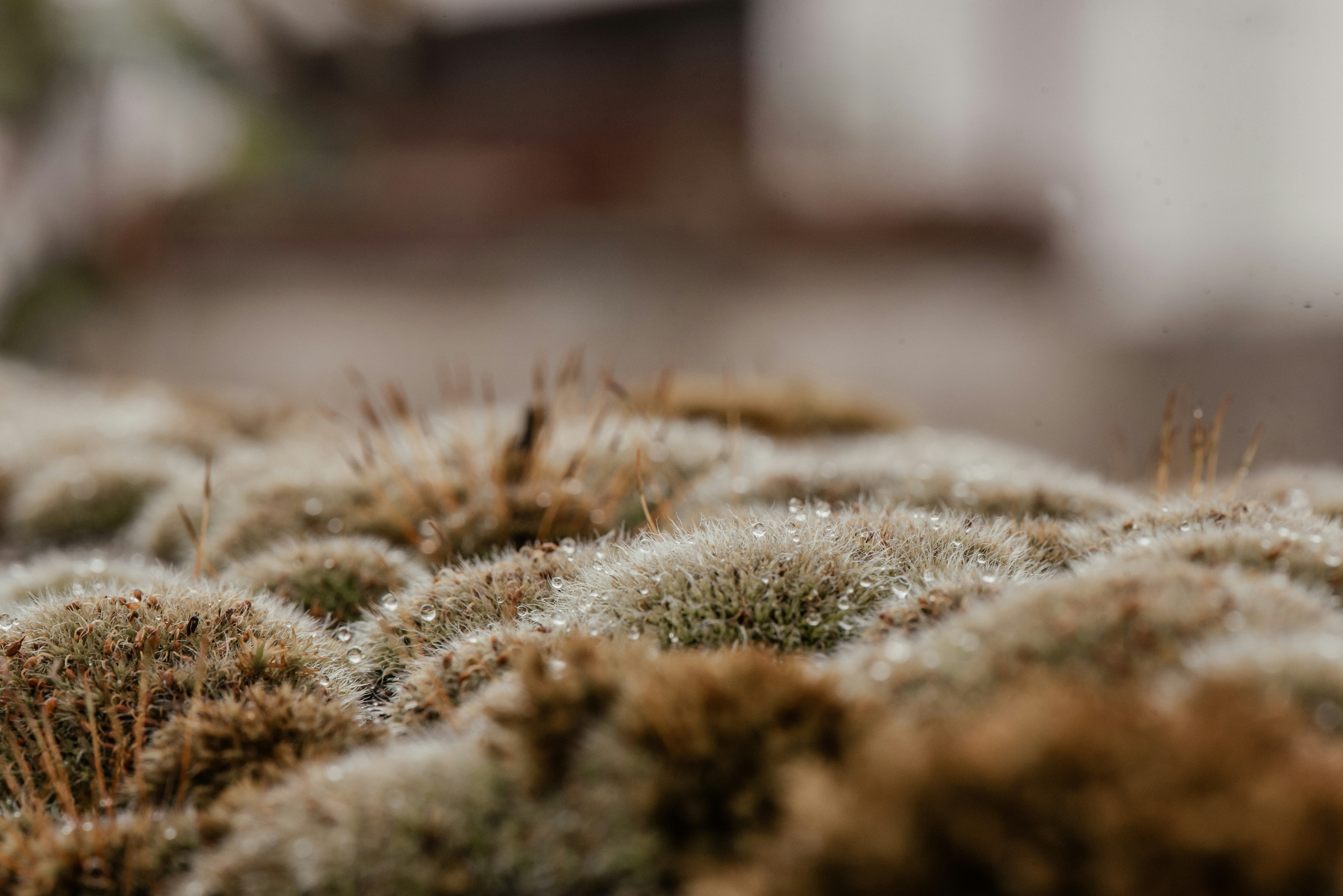 Photo by loriane_photography