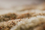 Close-up of dew drops resting on moss-covered stones beside a flowing stream.