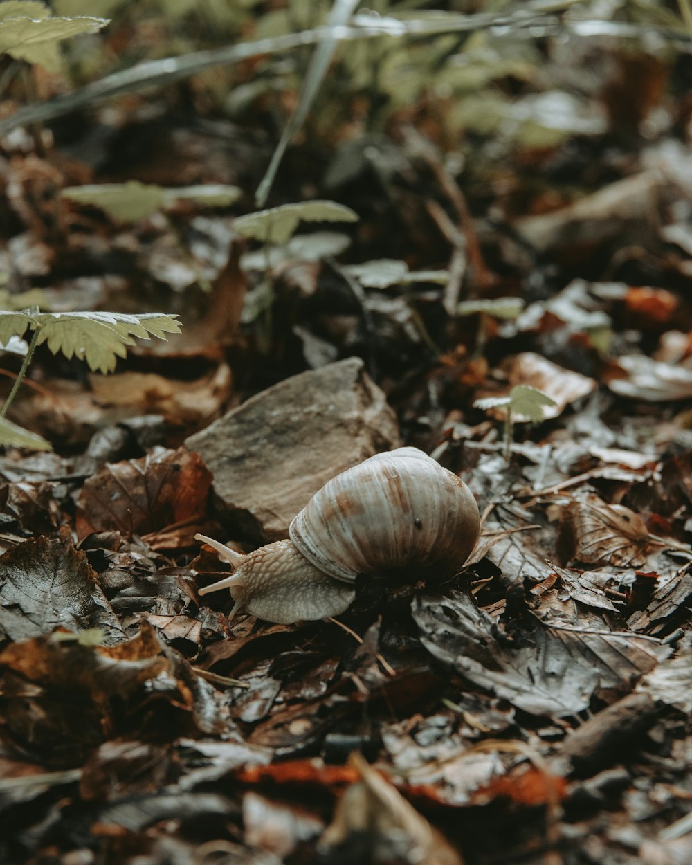 a snail is sitting on the ground among leaves