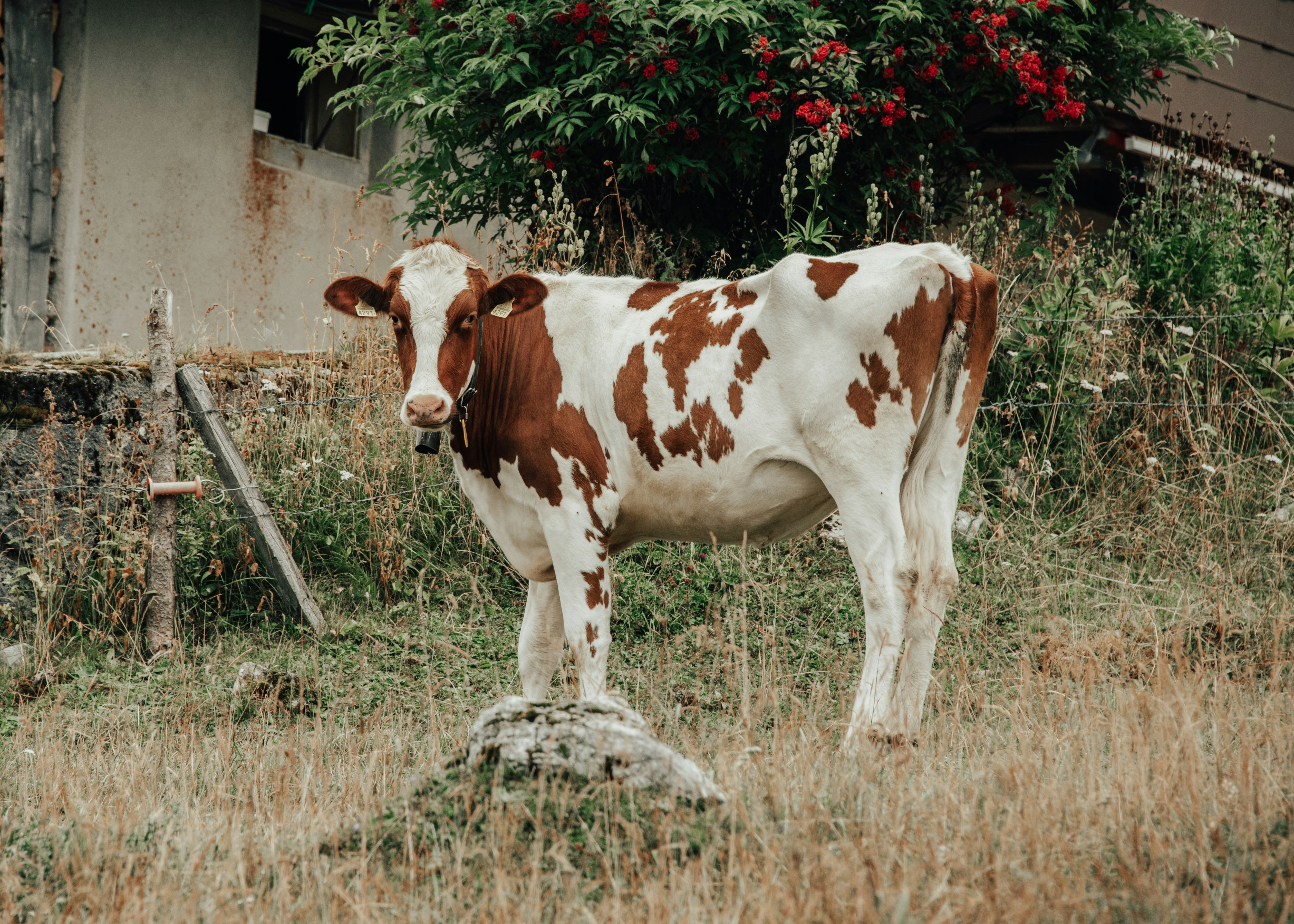 a brown and white cow standing on top of a grass covered field