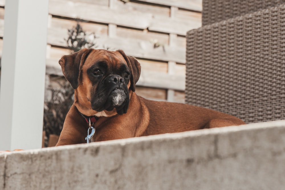 a large brown dog laying on top of a wooden bench
