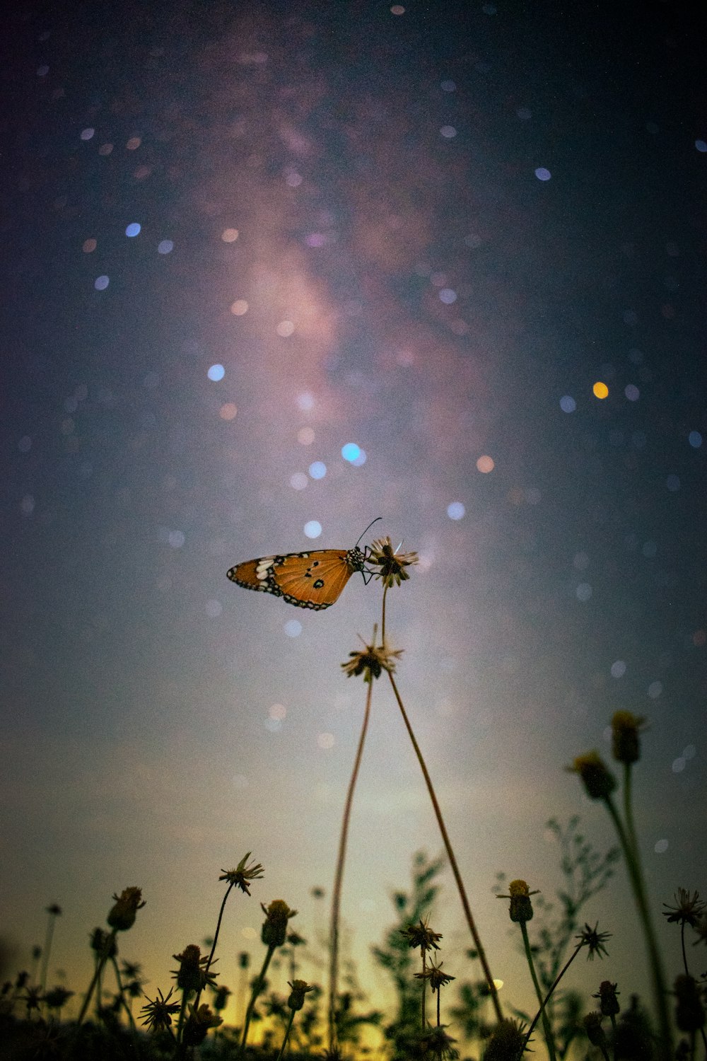 una farfalla seduta sopra un fiore