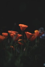 a group of orange flowers in the dark