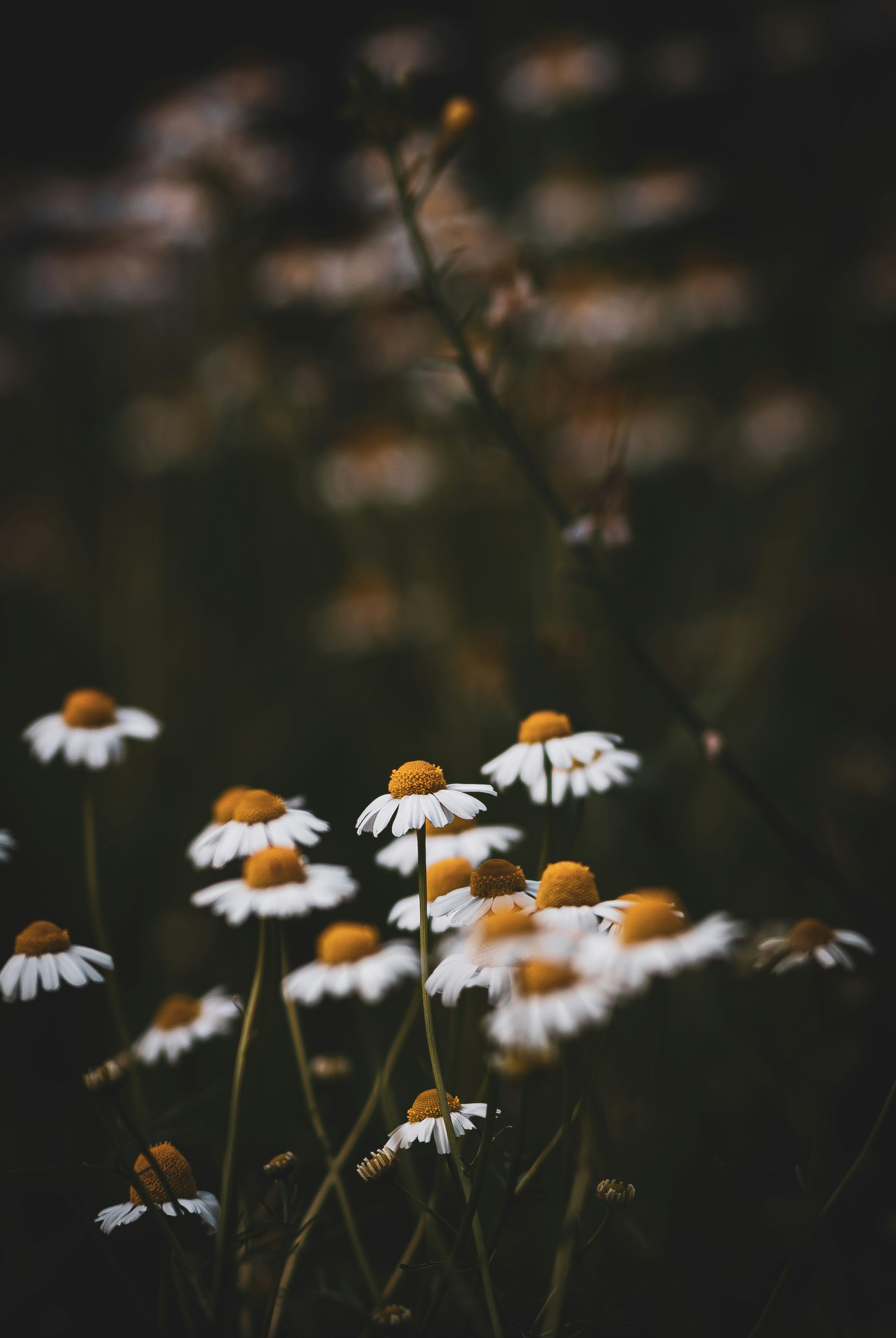 Photo by 3467634mikolaj