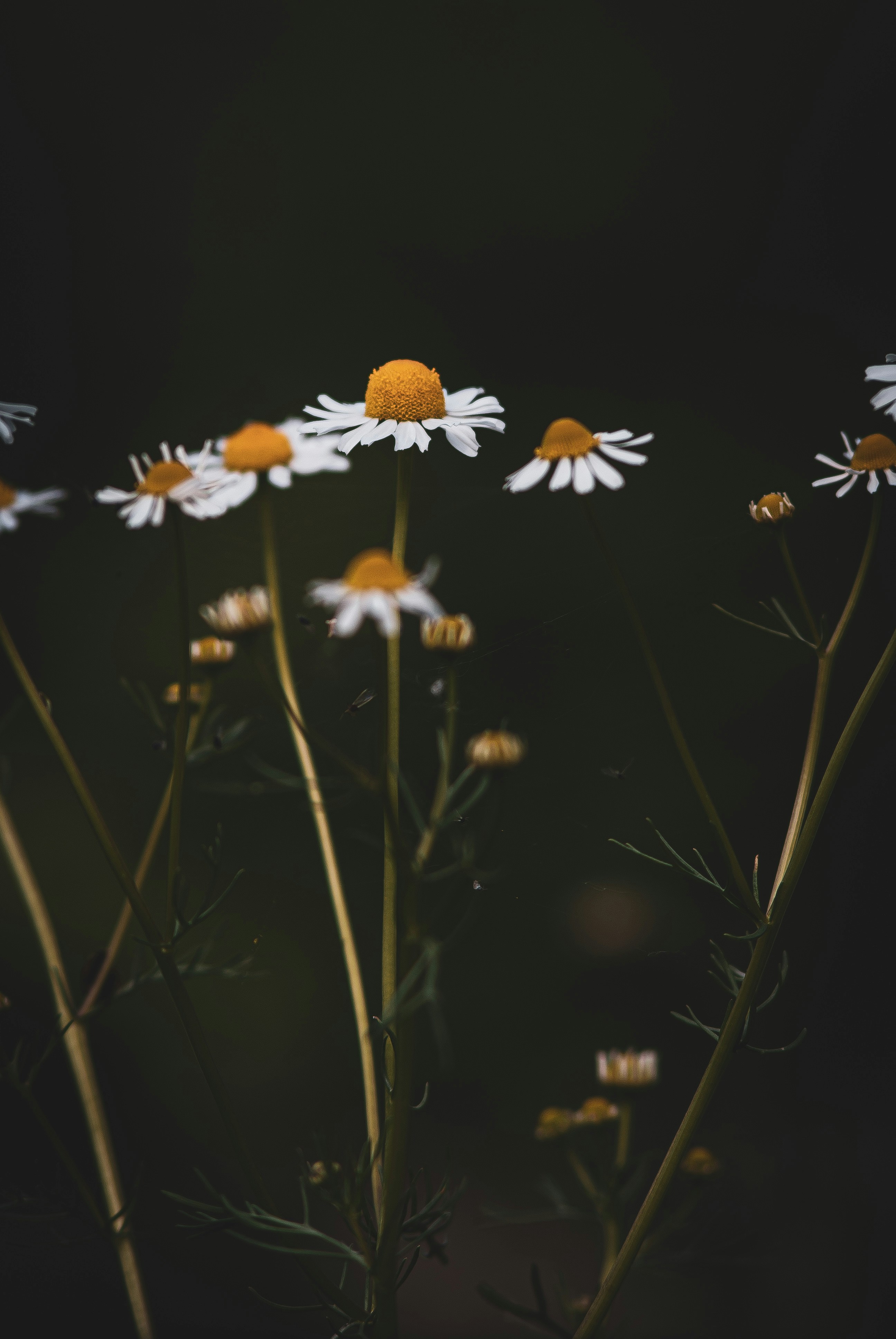 Photo by 3467634mikolaj