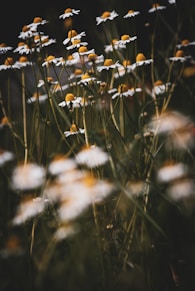 a bunch of white and yellow flowers in a field