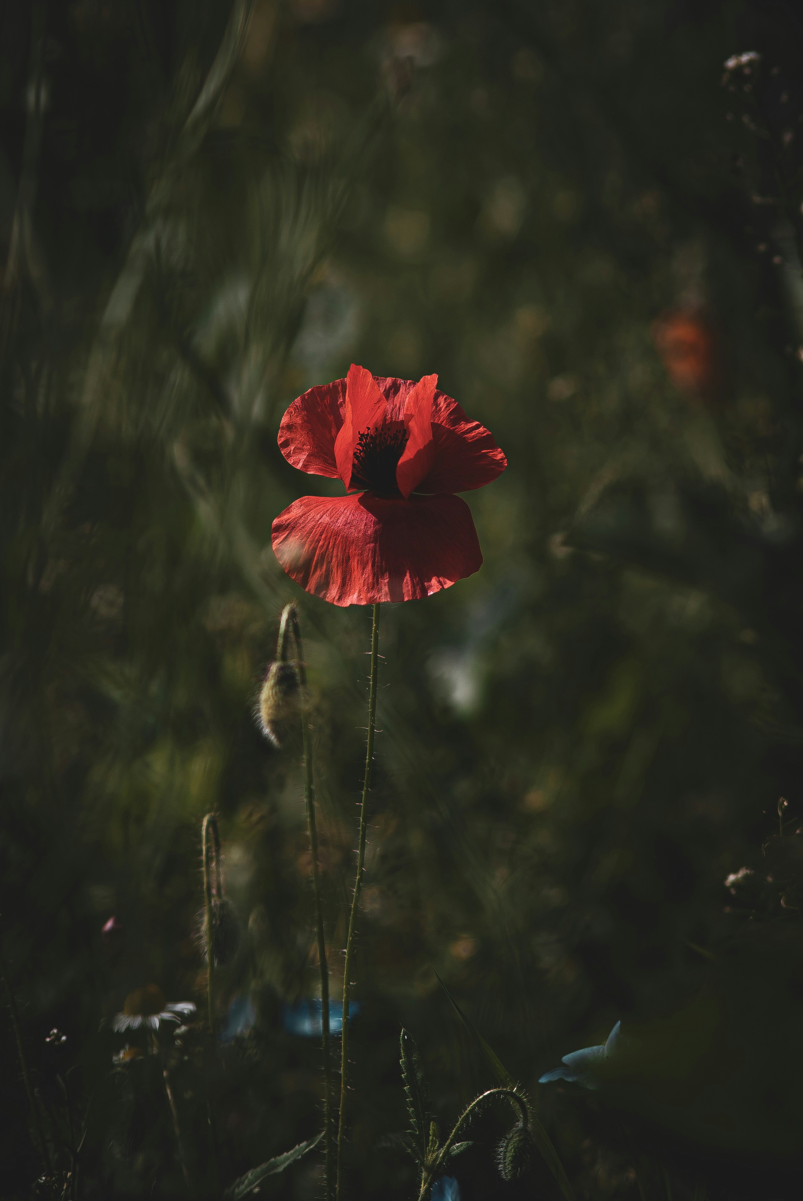 Photo by 3467634mikolaj