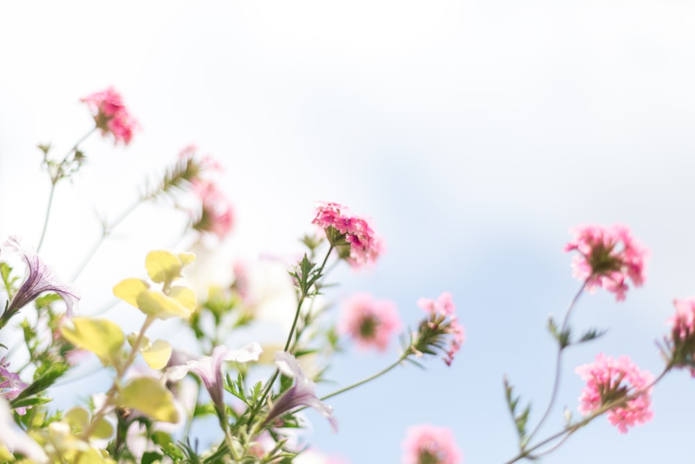 a bunch of pink and white flowers with a blue sky in the background