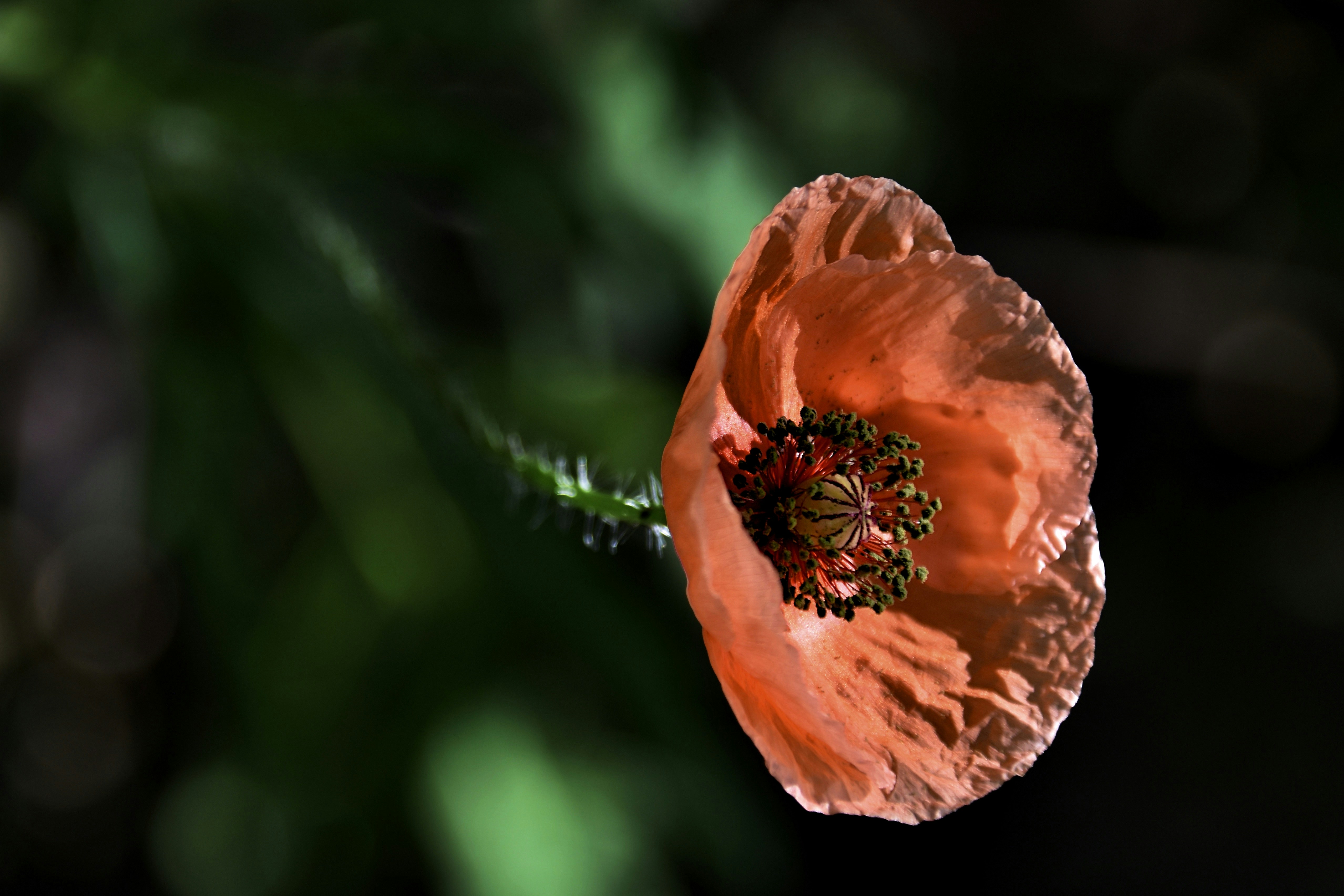 Photo by mariobeducci