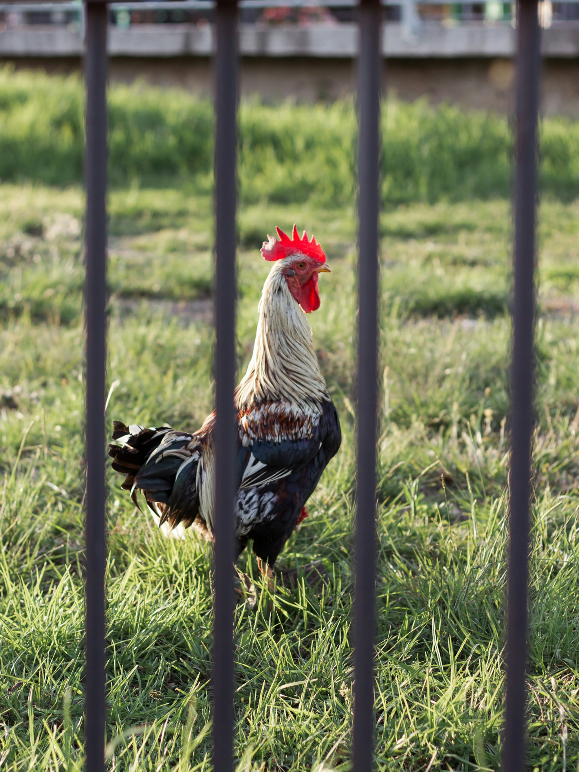 a rooster standing in the grass behind a fence