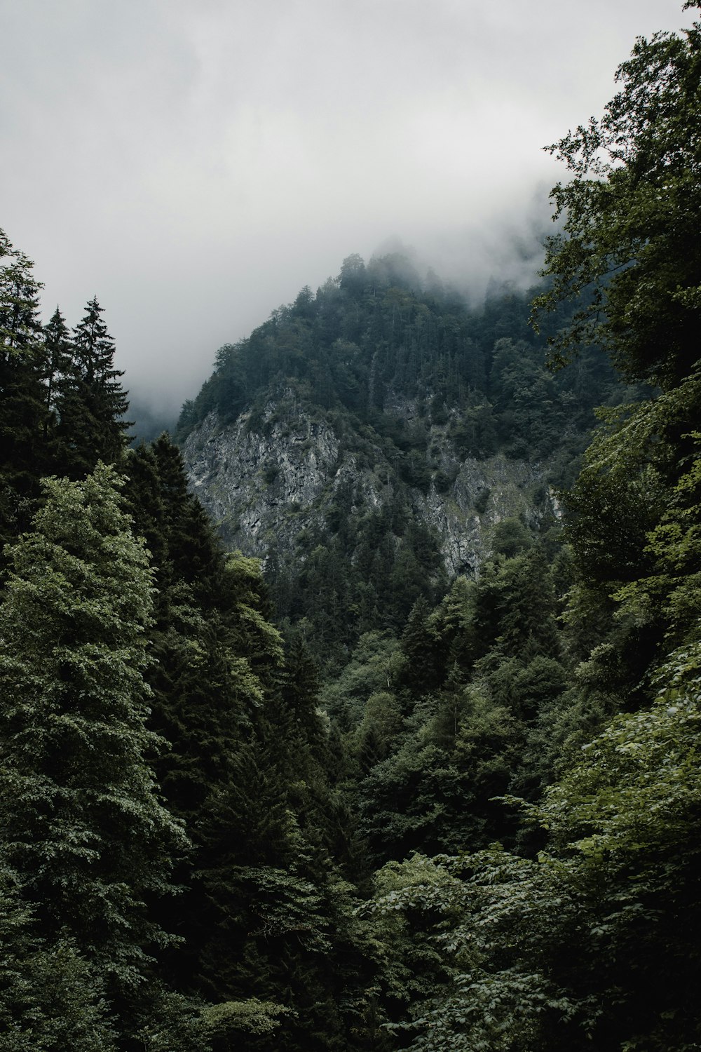 a lush green forest filled with lots of trees