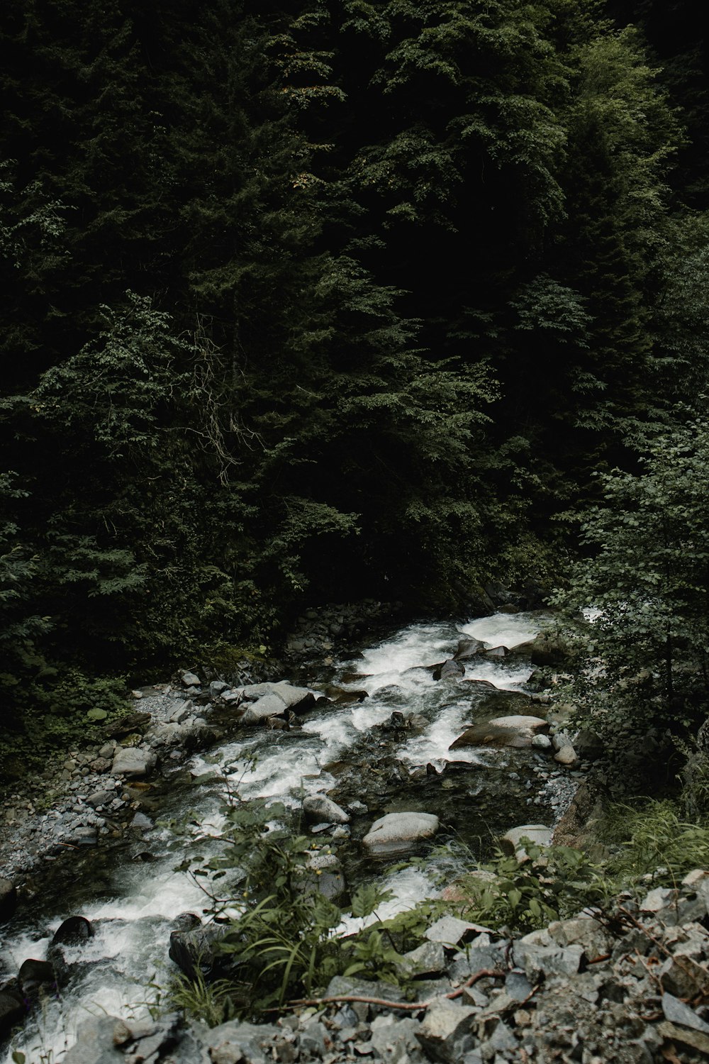 a river running through a lush green forest