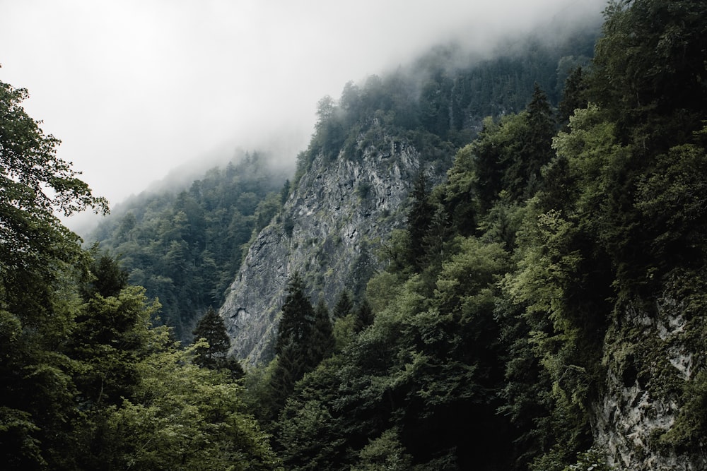 a river surrounded by lush green trees on a cloudy day