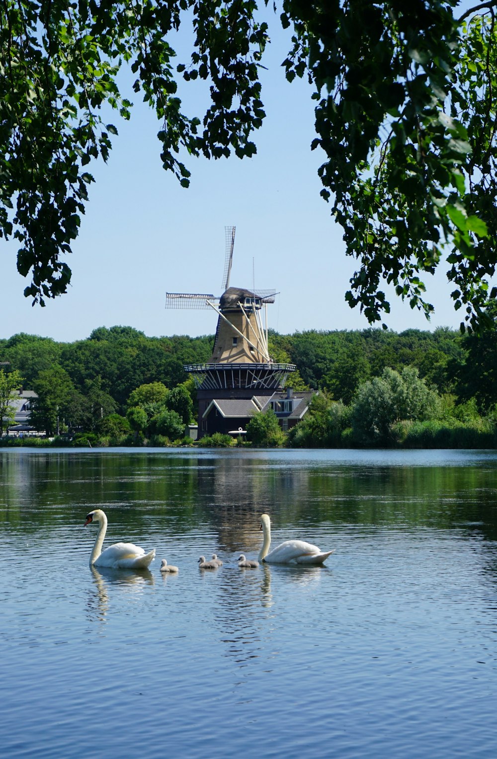 a group of swans swimming in a lake next to a windmill