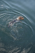 A small dog is swimming through a body of water. The water is clear, with ripples and gentle waves surrounding the dog. The fur of the dog appears wet, and its head is held above the water as it paddles.