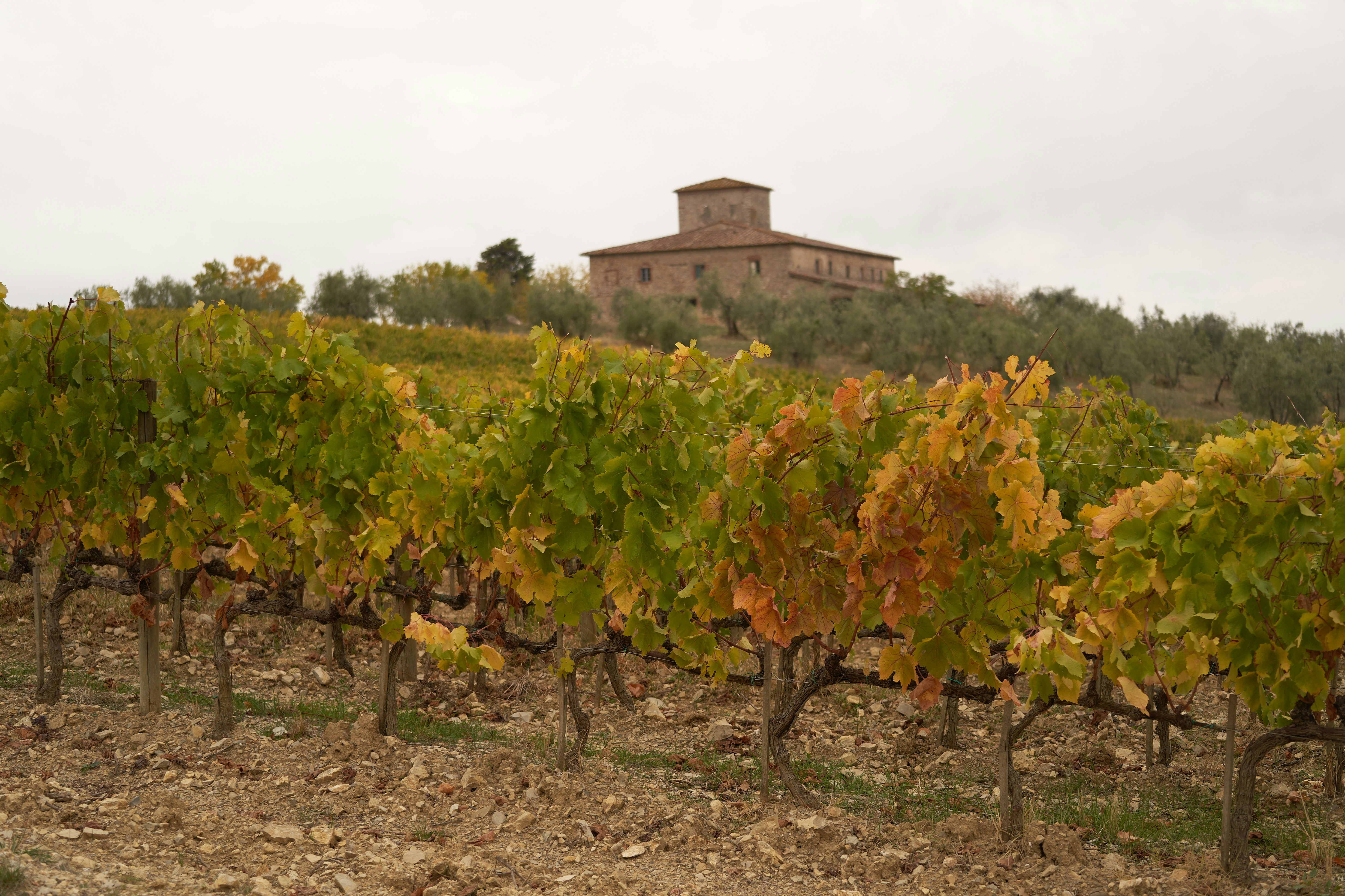 Photo by wolfgang_hasselmann