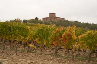 A vineyard stretches across a hillside with rows of grapevines displaying autumnal shades of green, yellow, and brown. In the background, a rustic stone building is situated under an overcast sky, surrounded by a mix of trees and bushes.