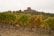 A vineyard stretches across a hillside with rows of grapevines displaying autumnal shades of green, yellow, and brown. In the background, a rustic stone building is situated under an overcast sky, surrounded by a mix of trees and bushes.