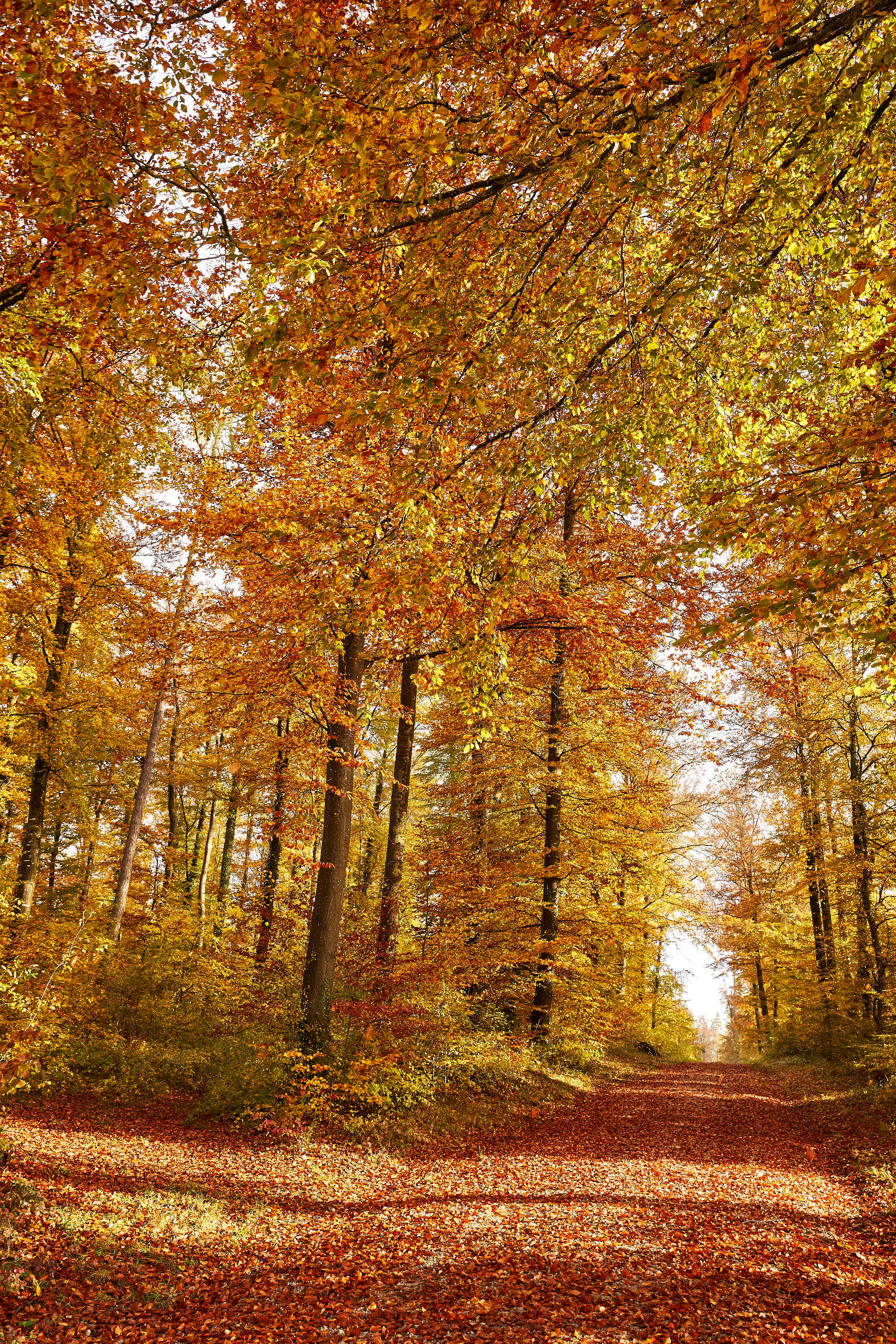 Un camino arbolado en medio de un bosque foto – Imagen de Caer gratuita en  Unsplash, image size:3000x4500
