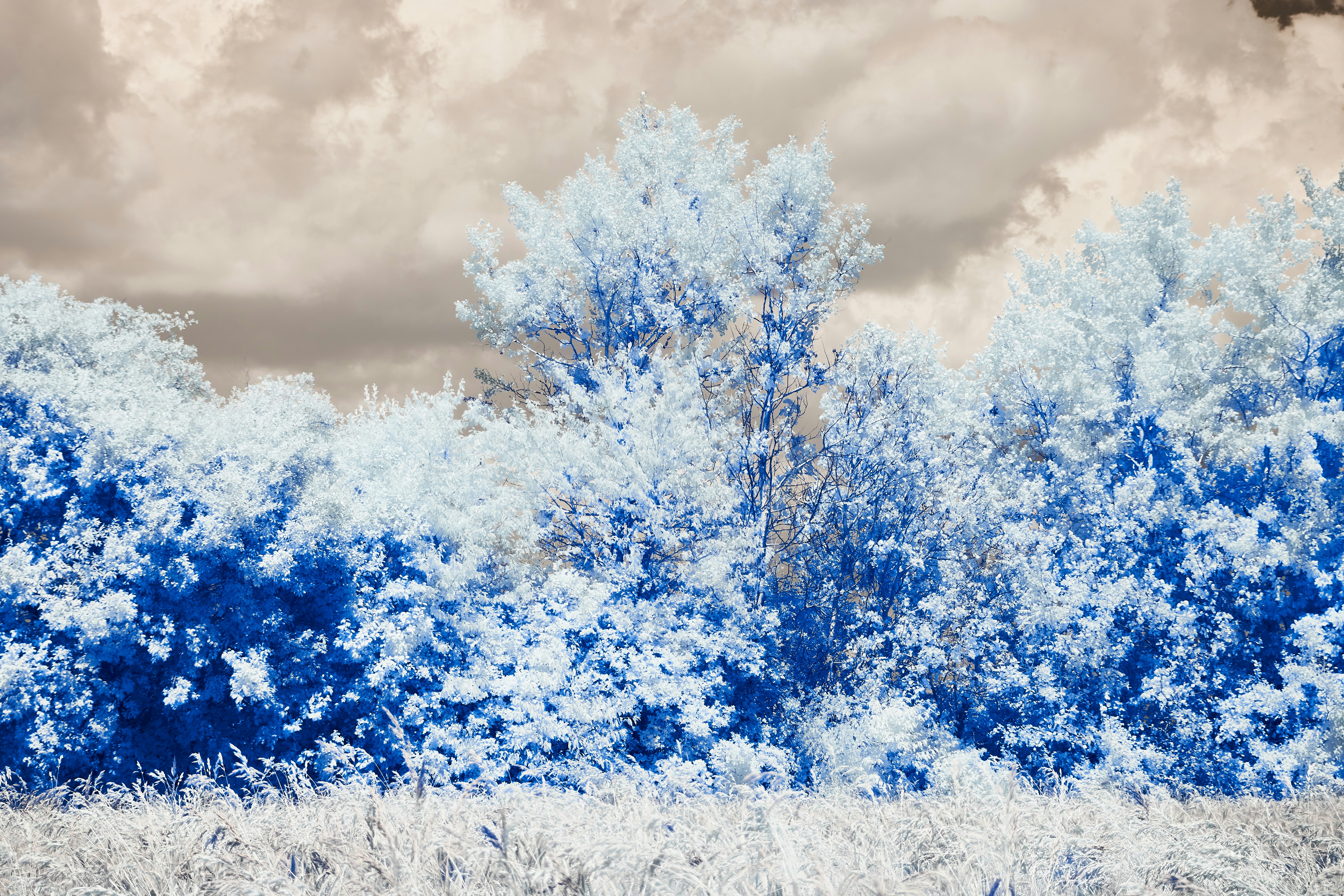 Photo by wolfgang_hasselmann