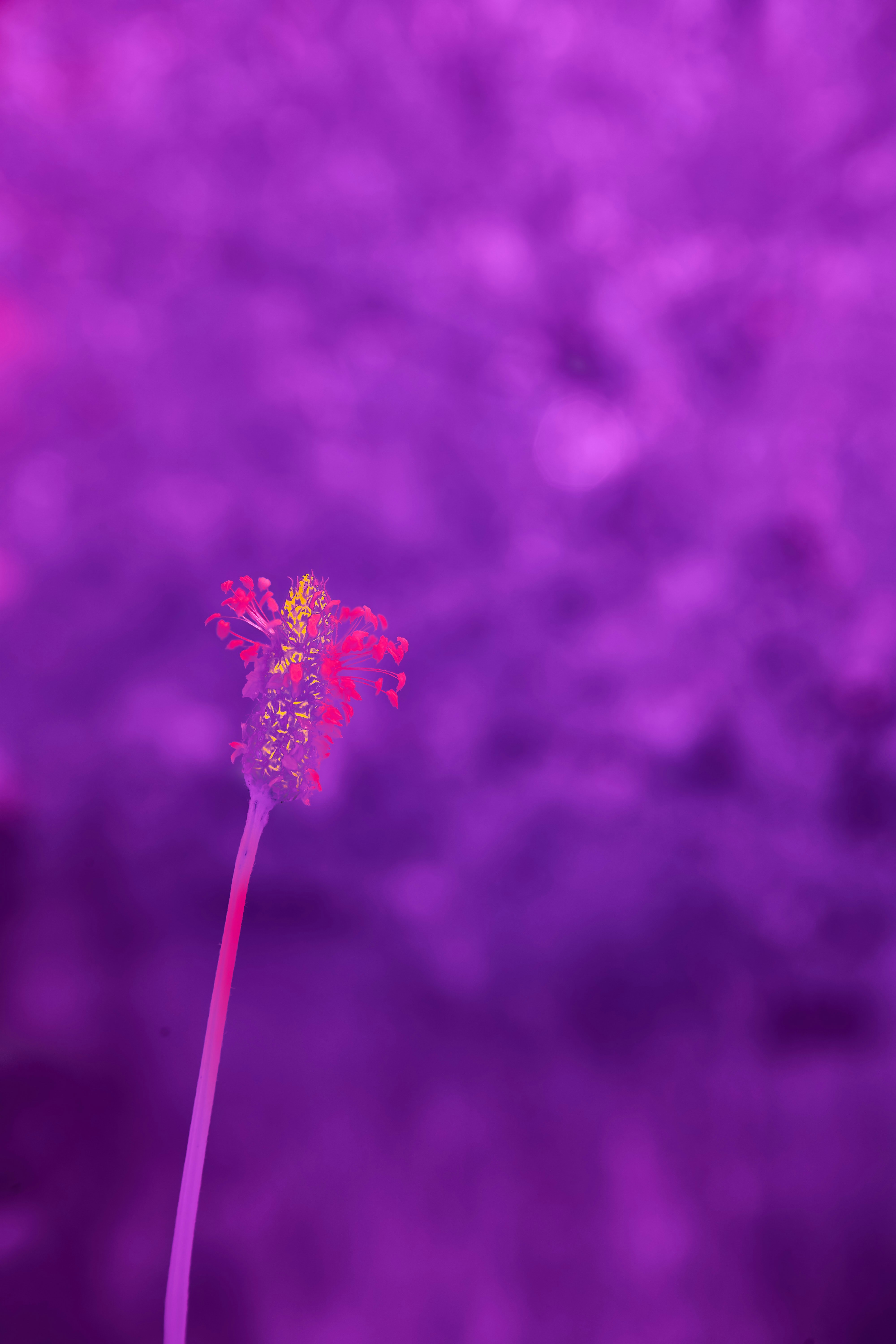 Photo by wolfgang_hasselmann