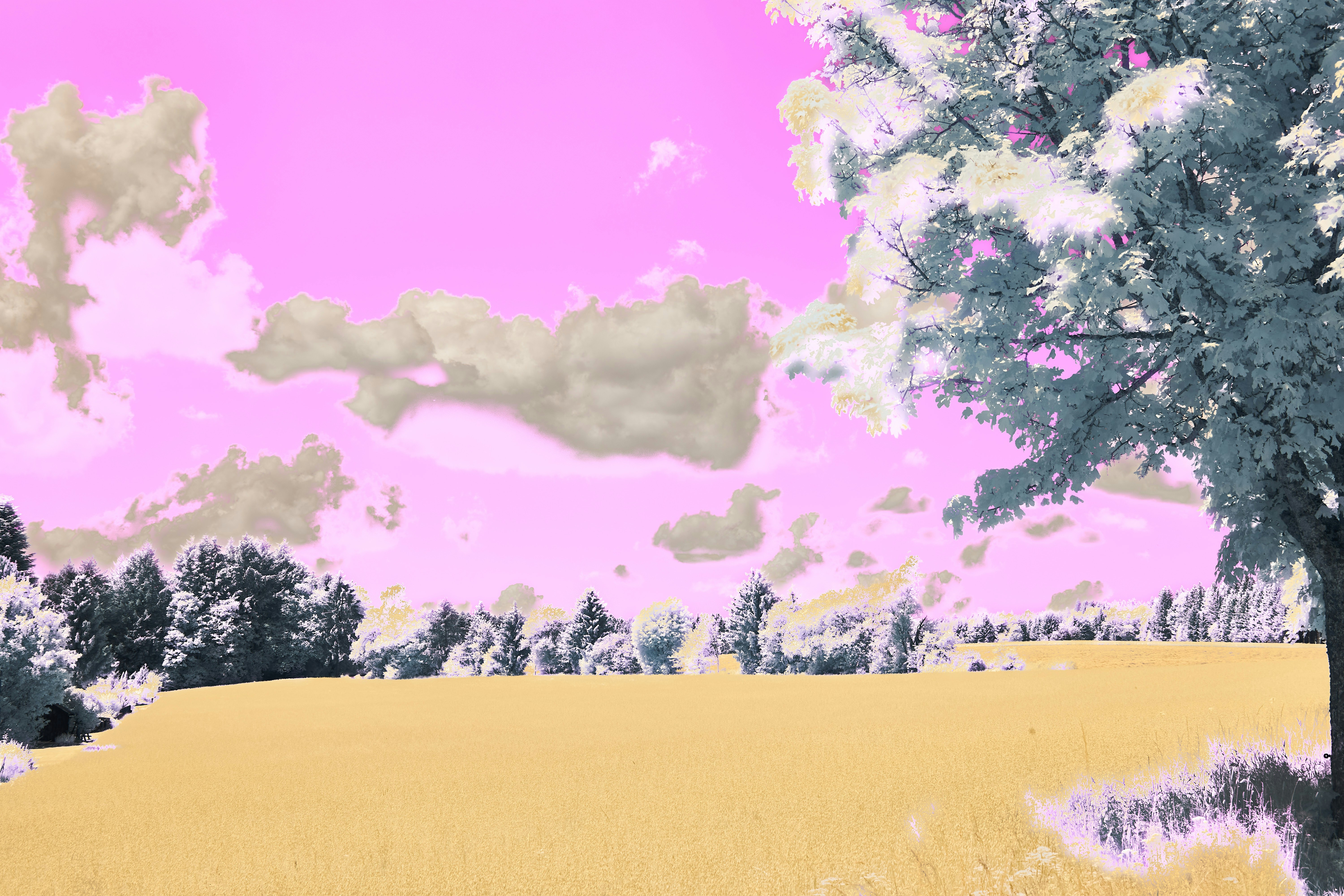 Photo by wolfgang_hasselmann