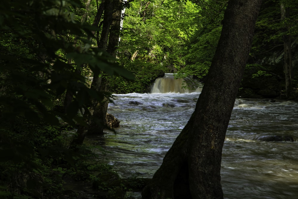 a river running through a lush green forest