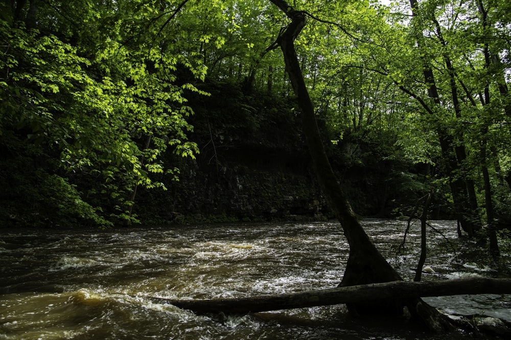 a tree that is in the middle of a river