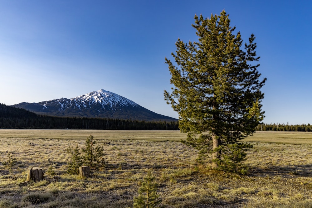 a lone tree in a field with a mountain in the background