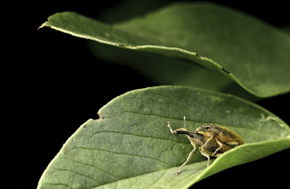A close-up view of a small insect, possibly a weevil, perched on a large green leaf. The insect has a textured body and distinct long antennae. The background is dark, emphasizing the details of the leaf and insect.