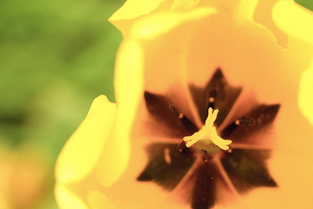 a close up of a yellow and brown flower