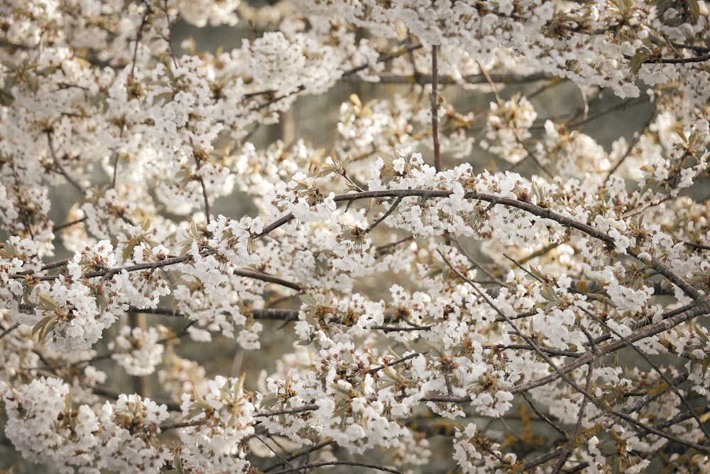 a close up of a tree with white flowers