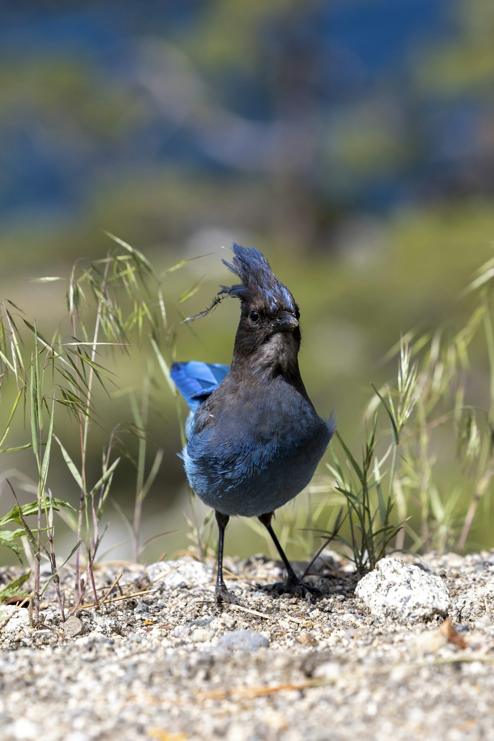 a small blue bird standing on top of a rock
