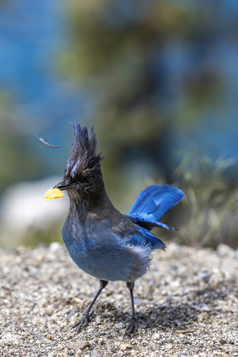 a blue bird with a yellow beak standing on a rock