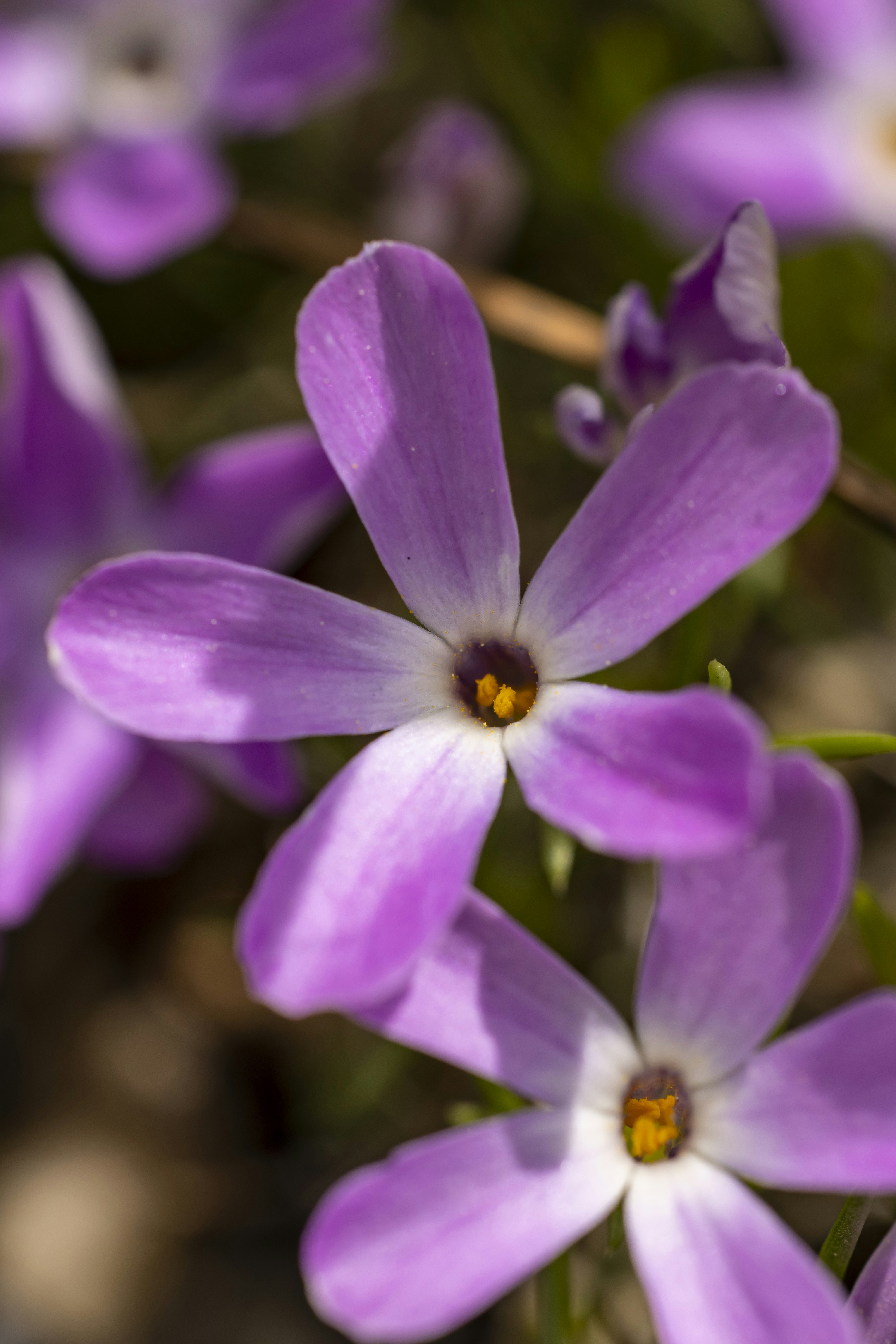 A bunch of purple flowers that are blooming photo Free Hike Image on Unsplash
