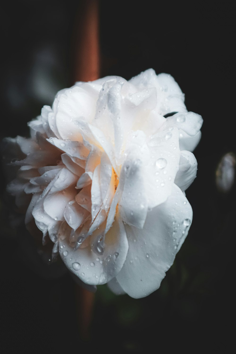 a white flower with drops of water on it