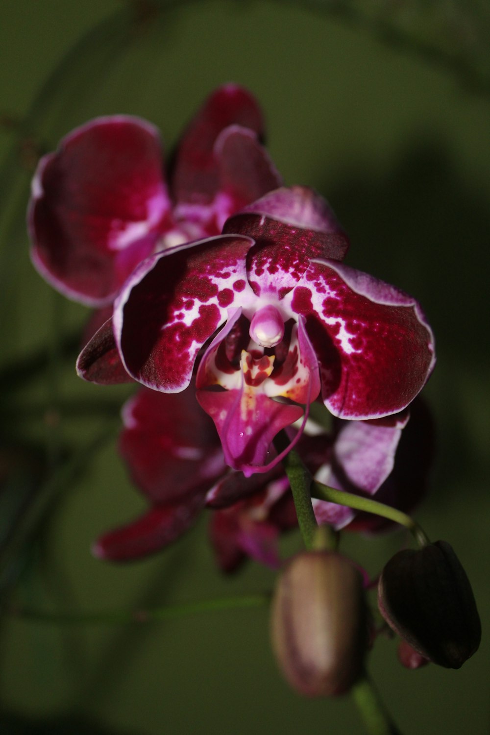 a close up of a flower with a green background