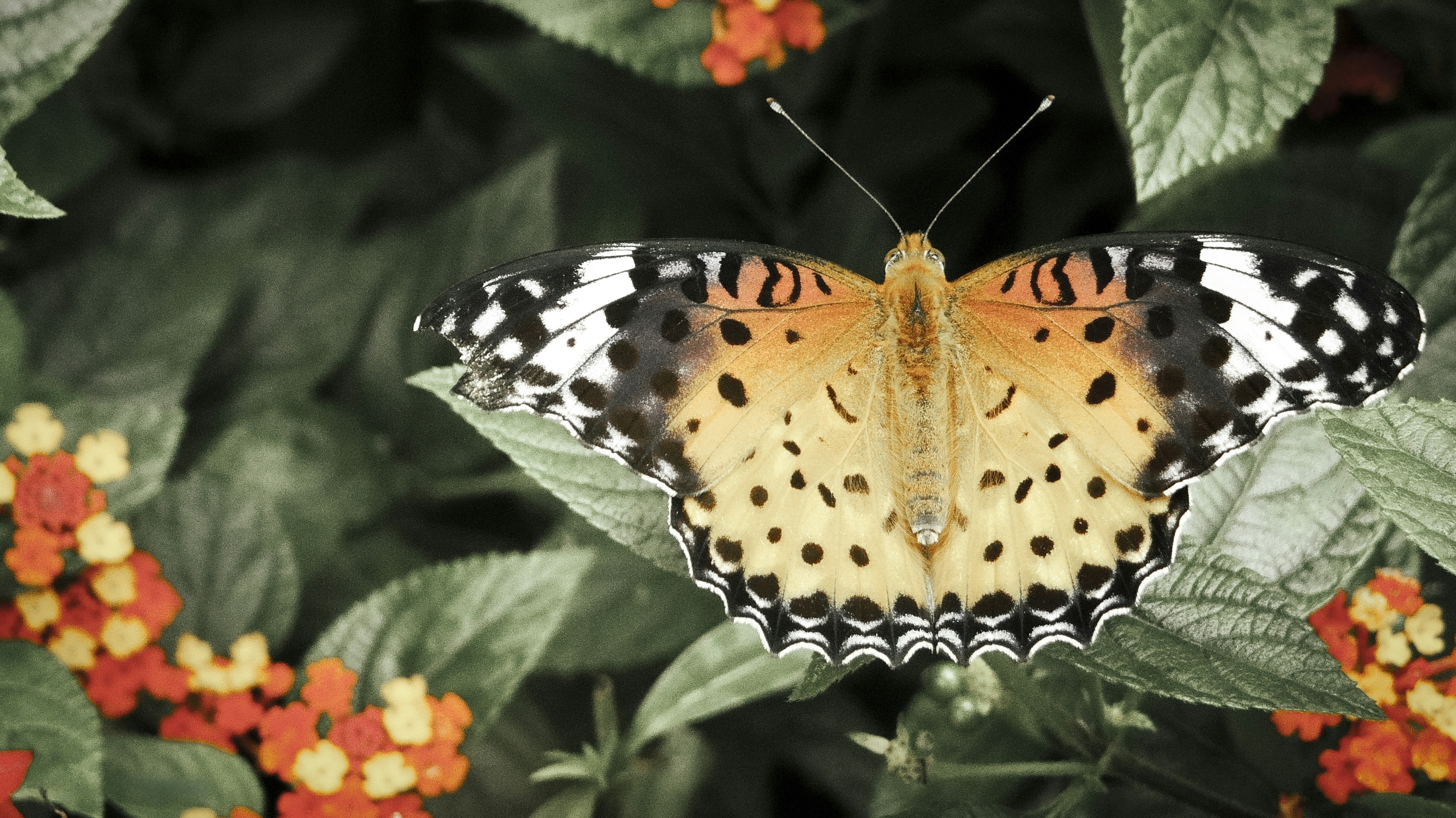 Photo by julie_m_design